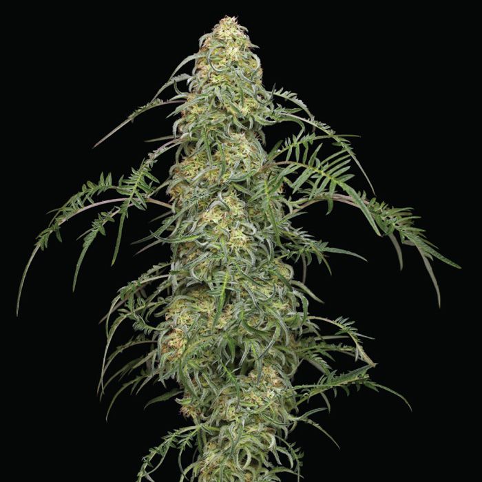 Dope Breeders - HUMBOLDT SEED COMPANY Freakshow Image