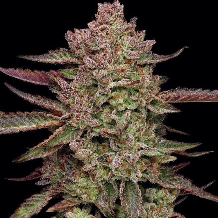 Dope Breeders - HUMBOLDT SEED COMPANY Gazzpurple Image