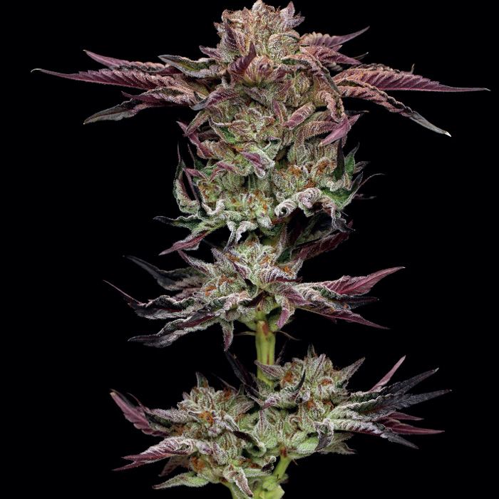 Dope Breeders - HUMBOLDT SEED COMPANY Jelly Donutz Image