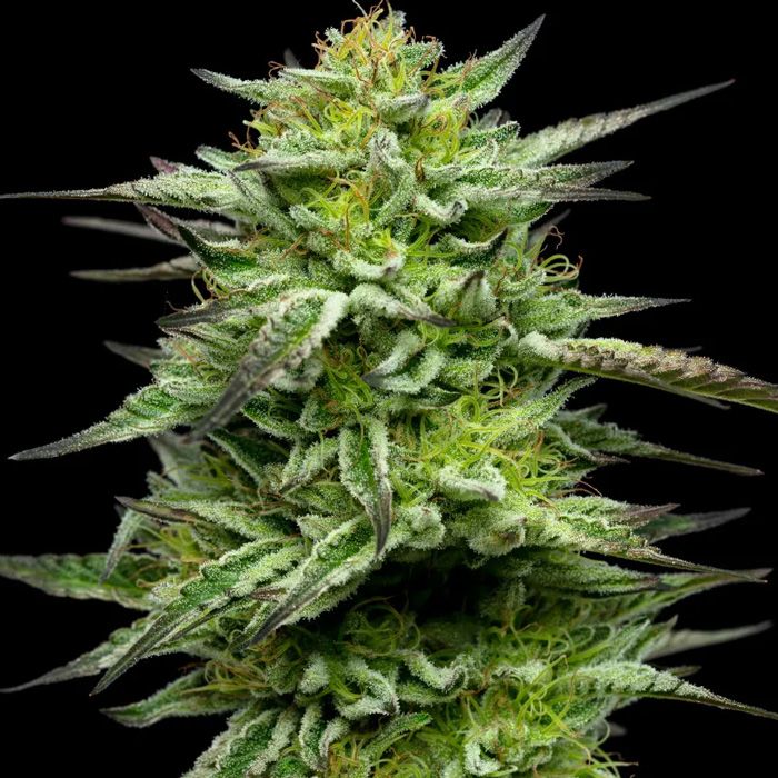 Dope Breeders - HUMBOLDT SEED COMPANY Mountaintop Mint Image