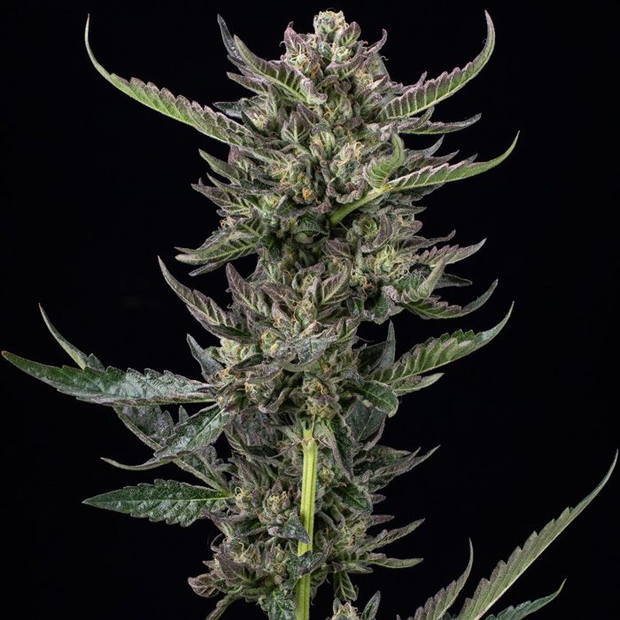 Dope Breeders - HUMBOLDT SEED COMPANY Notorious THC Image