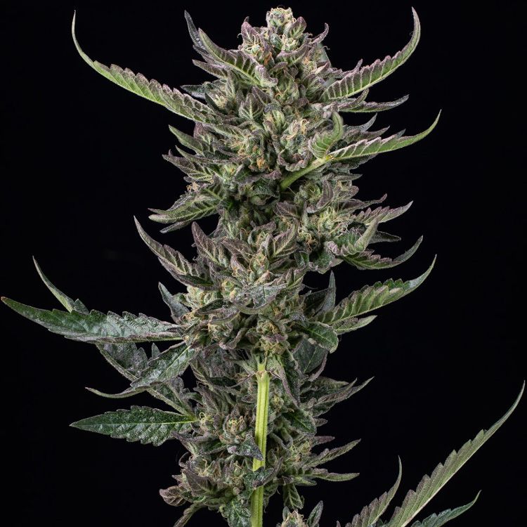 Dope Breeders - HUMBOLDT SEED COMPANY Notorious THC Image