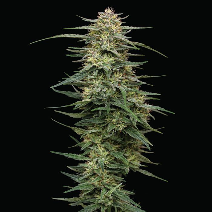 Dope Breeders - HUMBOLDT SEED COMPANY Raspberry Parfait Image