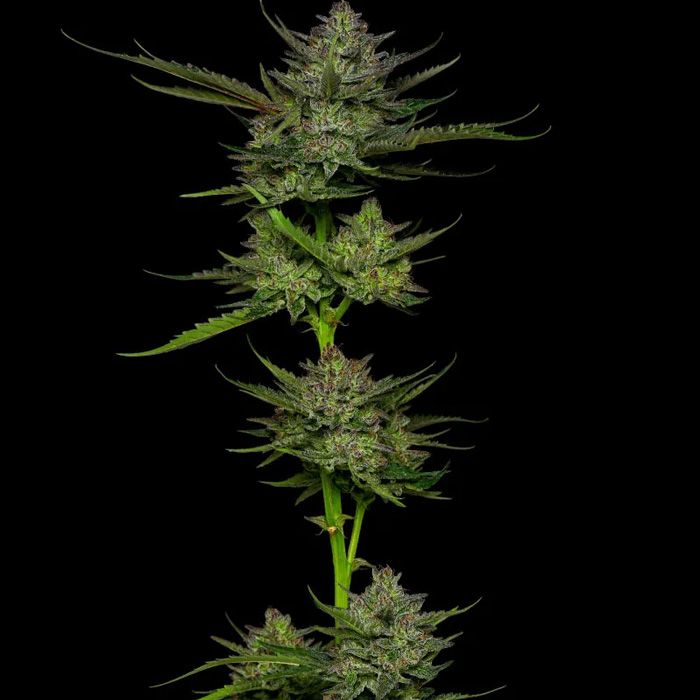 Dope Breeders - HUMBOLDT SEED COMPANY Sour Apple Auto Image