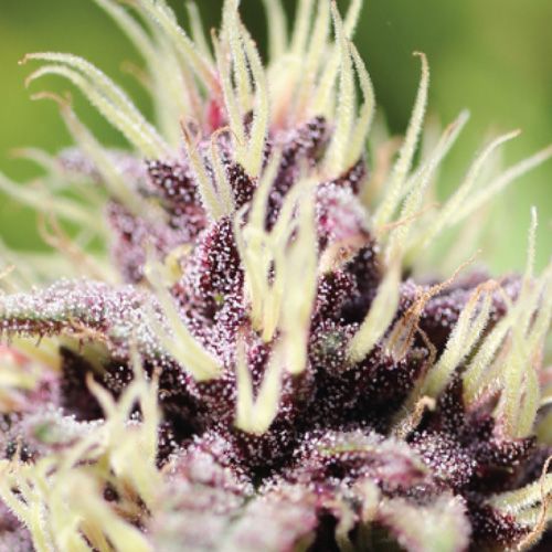 Dope Breeders - HUMBOLDT SEED COMPANY Sweet Annie 1:1 Image