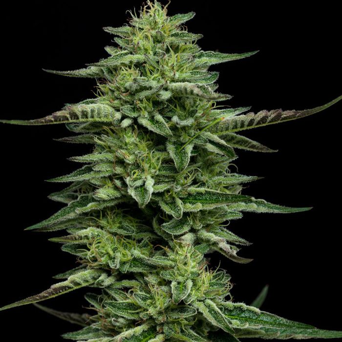 Dope Breeders - HUMBOLDT SEED COMPANY The Bling Image