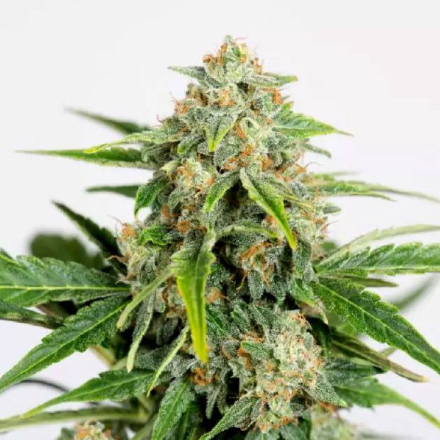 Dope Breeders - HUMBOLDT SEED ORGANIZATION Amnesia CBD Pure Auto Image