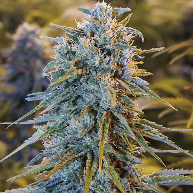 Dope Breeders - HUMBOLDT SEED ORGANIZATION Blue Dream Image