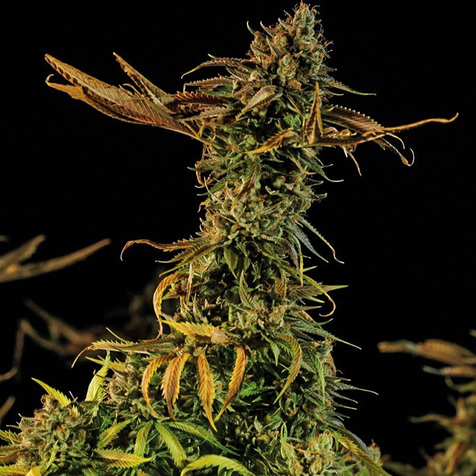 Dope Breeders - HUMBOLDT SEED ORGANIZATION Blueberry Headband Image