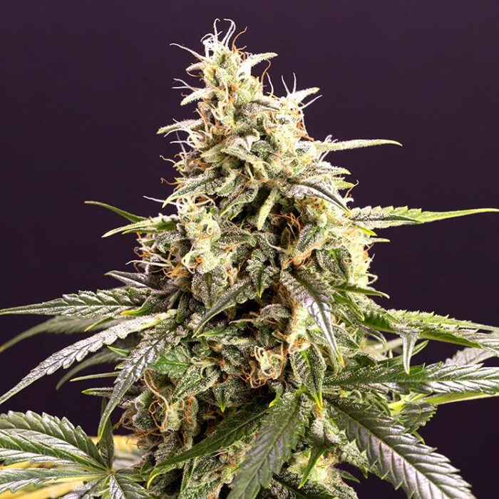 Dope Breeders - HUMBOLDT SEED ORGANIZATION Chem Bomb Auto Image