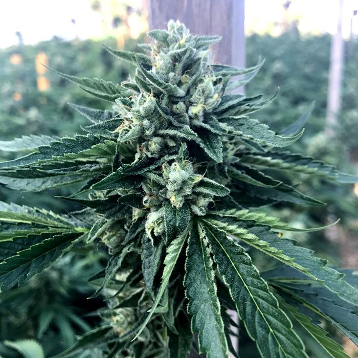 Dope Breeders - HUMBOLDT SEED ORGANIZATION Cinnamon Buddha OG Image