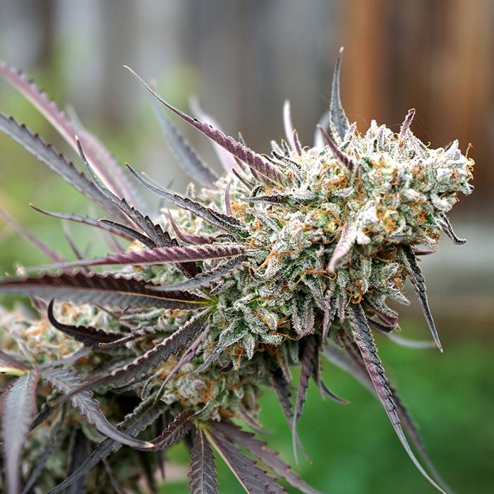 Dope Breeders - HUMBOLDT SEED ORGANIZATION Ice Cream Cake Fast Version Image