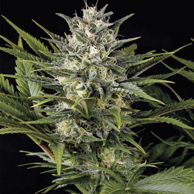 Dope Breeders - HUMBOLDT SEED ORGANIZATION Pineapple Skunk Image