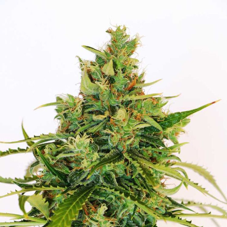 Dope Breeders - KANNABIA SEED COMPANY Amnesi K Lemon Image