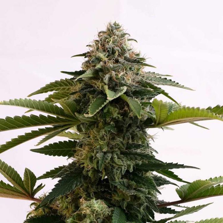 Dope Breeders - KANNABIA SEED COMPANY Amnesia Dream XL Auto Edition Image