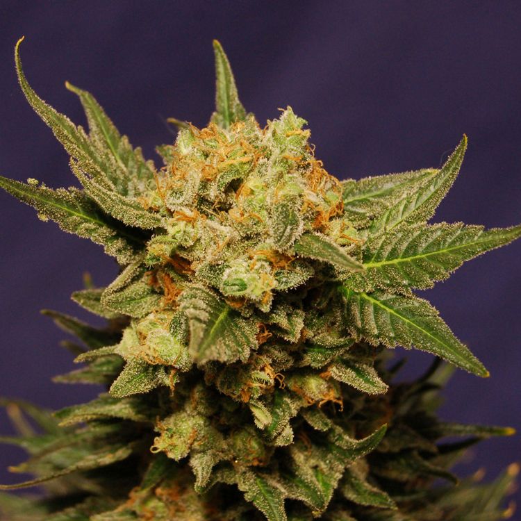 Dope Breeders - KANNABIA SEED COMPANY Big Band Image