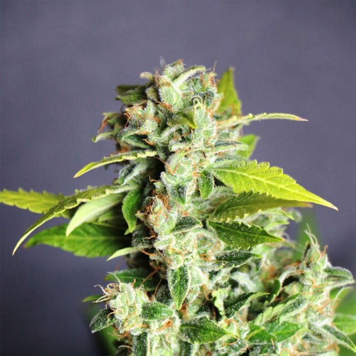 Dope Breeders - KANNABIA SEED COMPANY Mikromachine Auto Image