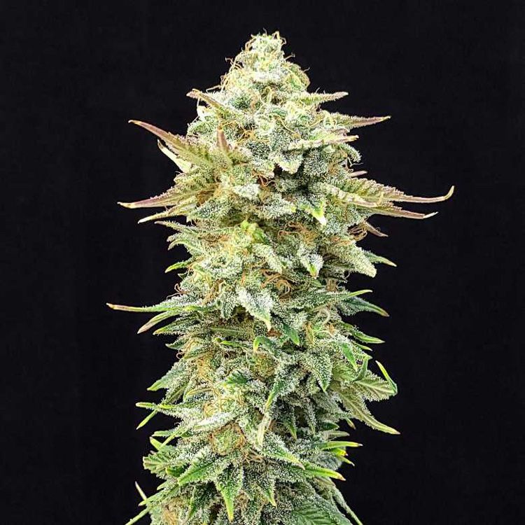 Dope Breeders - KANNABIA SEED COMPANY Pineapple Dream Edition Image