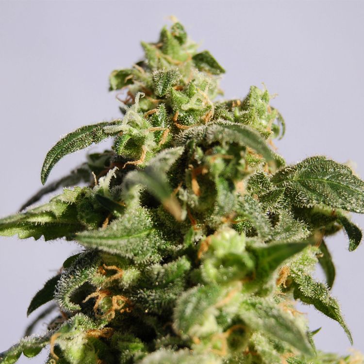 Dope Breeders - KANNABIA SEED COMPANY Power Skunk aka Skunk + Image