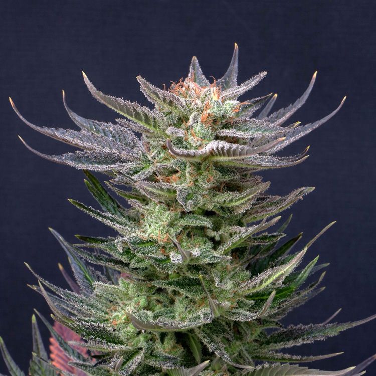 Dope Breeders - KANNABIA SEED COMPANY Purple Dream Auto Edition Image