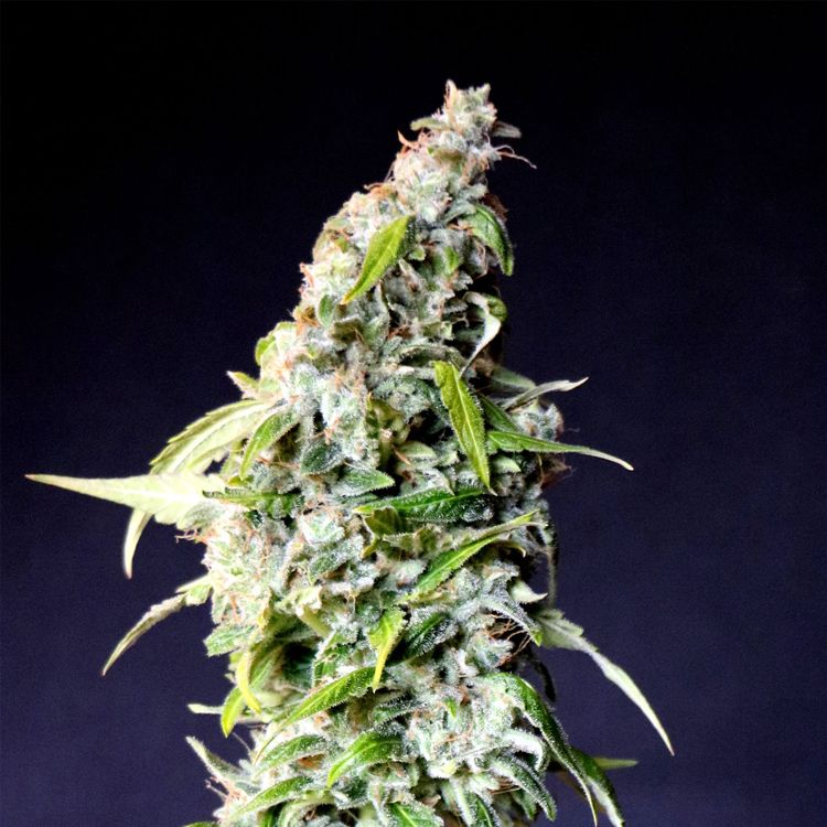 Dope Breeders - KANNABIA SEED COMPANY Speedy Gonzales aka Speedy Boom Auto Image