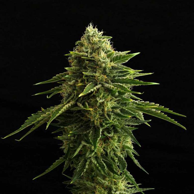 Dope Breeders - KANNABIA SEED COMPANY Zkit Kandy Dream Edition Image