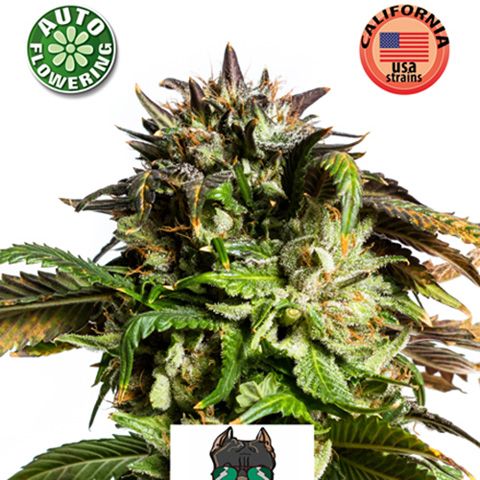 Dope Breeders - KERA SEEDS American Stafford Auto Image