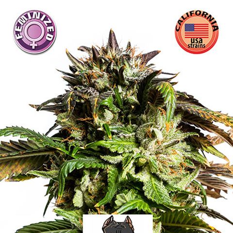 Dope Breeders - KERA SEEDS American Stafford Image