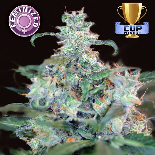 Dope Breeders - KERA SEEDS Amsterdam Cheese aka Crazy Mouse Image