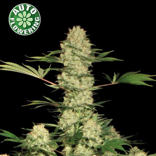 Dope Breeders - KERA SEEDS Bubblegum Auto Image