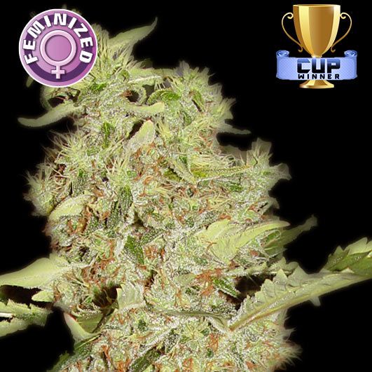 Dope Breeders - KERA SEEDS Bubblegum Image