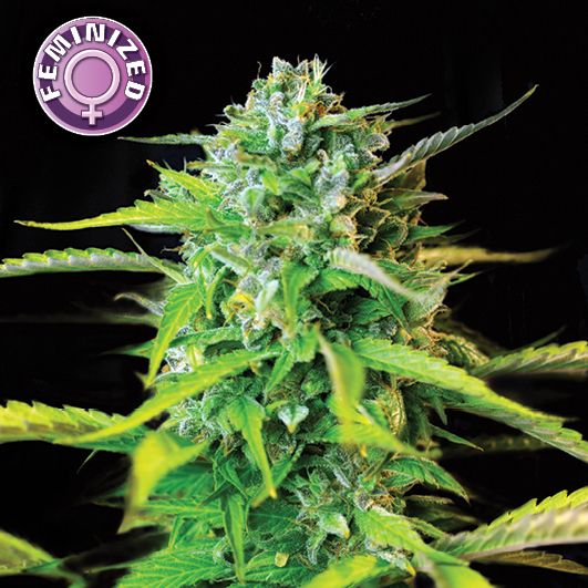 Dope Breeders - KERA SEEDS Burmese Kush Image