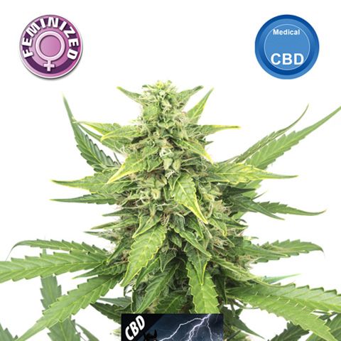 Dope Breeders - KERA SEEDS CBD Black Beauty Image