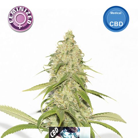 Dope Breeders - KERA SEEDS CBD Black Diamond Image