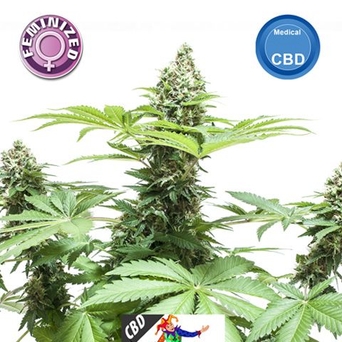 Dope Breeders - KERA SEEDS CBD Harlequin Image