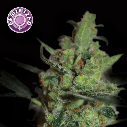 Dope Breeders - KERA SEEDS California Nugget Image