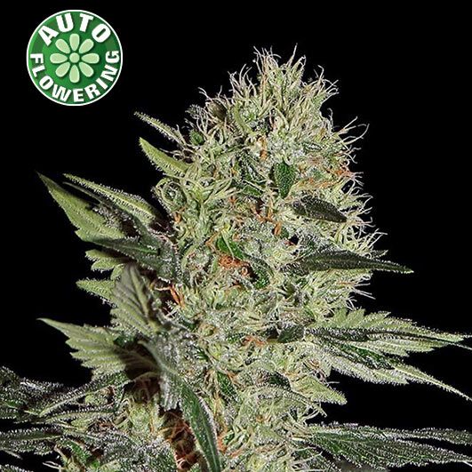 Dope Breeders - KERA SEEDS Cheese Auto aka Crazy Mouse Auto Image