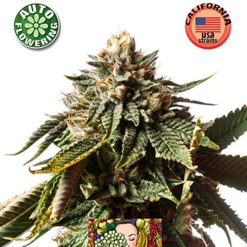 Dope Breeders - KERA SEEDS Cherry Grapefruit Auto Image