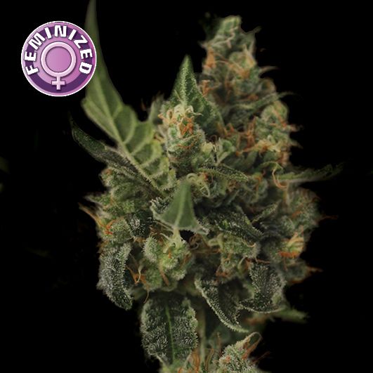 Dope Breeders - KERA SEEDS Cherry Grapefruit Image