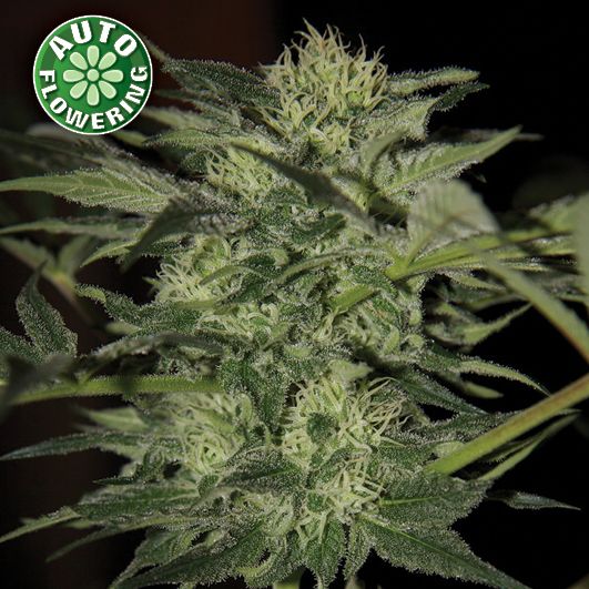 Dope Breeders - KERA SEEDS Crazy Bud Auto Image