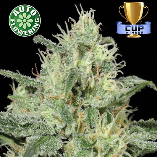 Dope Breeders - KERA SEEDS Critical Auto Image