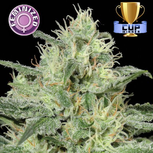 Dope Breeders - KERA SEEDS Critical Image