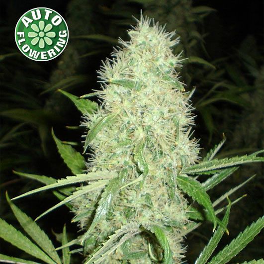 Dope Breeders - KERA SEEDS Dutch Power Auto Image