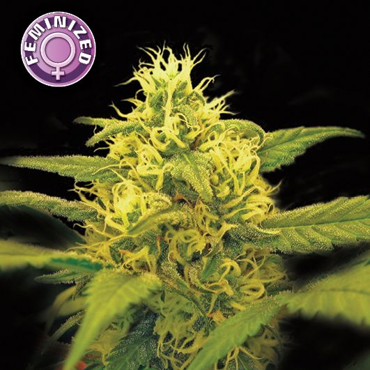 Dope Breeders - KERA SEEDS Dutch Power Image