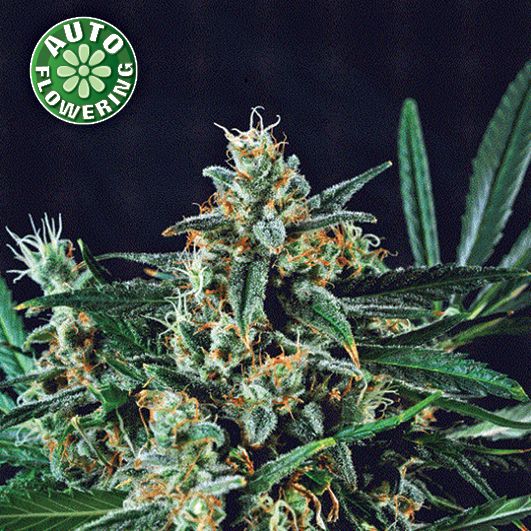 Dope Breeders - KERA SEEDS Dwarf Auto Image