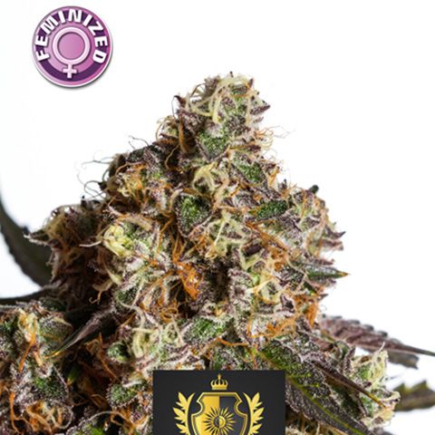 Dope Breeders - KERA SEEDS Empire Of The Sun Image