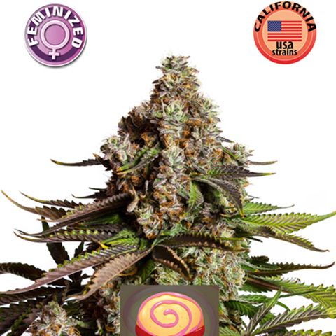 Dope Breeders - KERA SEEDS Girl Scout Cookies Image