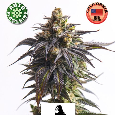 Dope Breeders - KERA SEEDS Gorilla Glue Auto Image