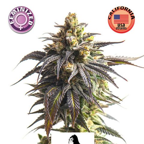 Dope Breeders - KERA SEEDS Gorilla Glue Image