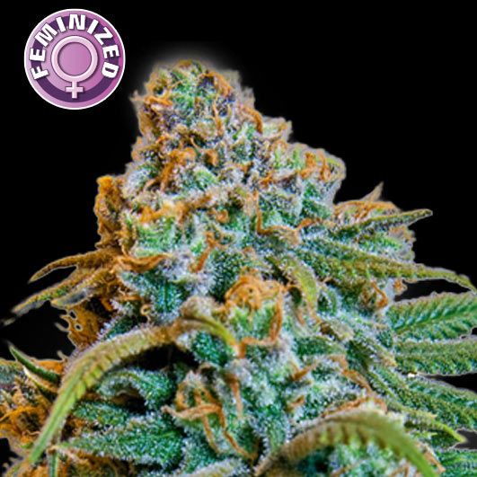 Dope Breeders - KERA SEEDS Greengo Bio Haze Image